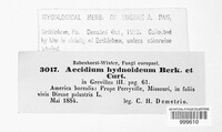 Aecidium hydnoideum image